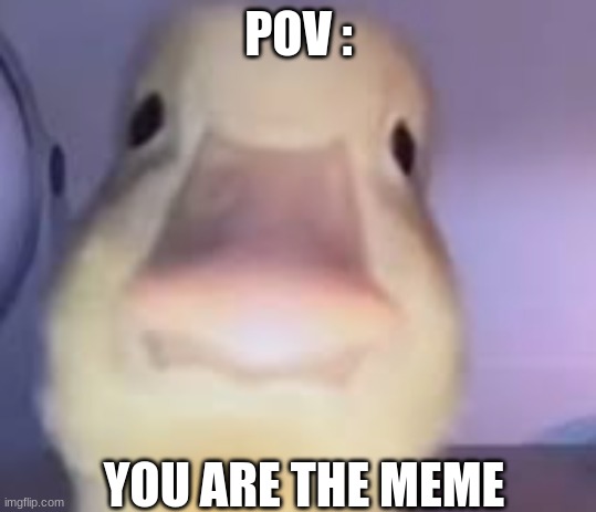 pov u are the meme | POV :; YOU ARE THE MEME | image tagged in pov u are the meme,ducks | made w/ Imgflip meme maker