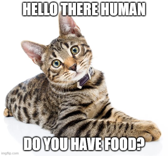 kitty | HELLO THERE HUMAN; DO YOU HAVE FOOD? | image tagged in food | made w/ Imgflip meme maker