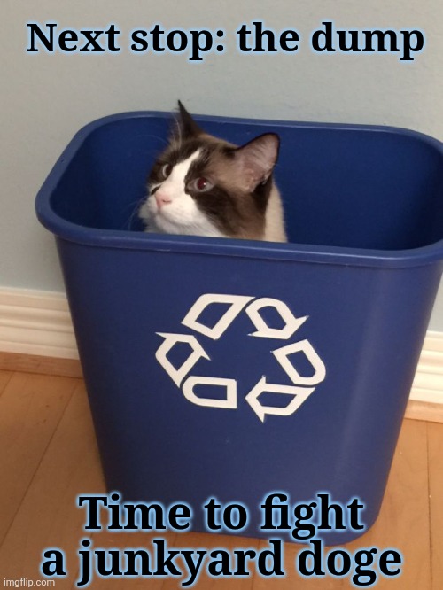 cat recycle | Next stop: the dump Time to fight a junkyard doge | image tagged in cat recycle | made w/ Imgflip meme maker