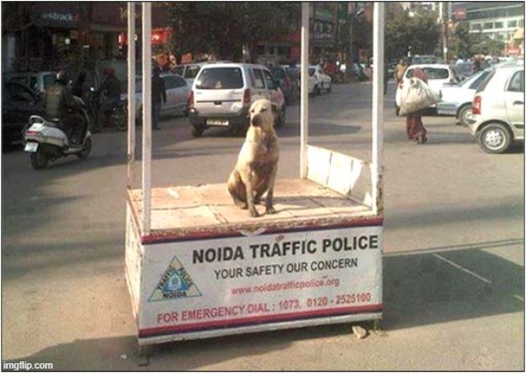 Traffic Chaos Averted ! | image tagged in dogs,traffic,chaos,averted | made w/ Imgflip meme maker