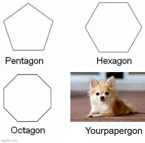 I cannot trust my dogs with any form of paper at all. | Yourpapergon | image tagged in memes,pentagon hexagon octagon,funny,relatable,dogs,animals | made w/ Imgflip meme maker