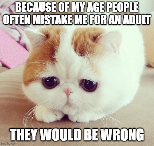not an adult | BECAUSE OF MY AGE PEOPLE OFTEN MISTAKE ME FOR AN ADULT; THEY WOULD BE WRONG | image tagged in sad cat | made w/ Imgflip meme maker