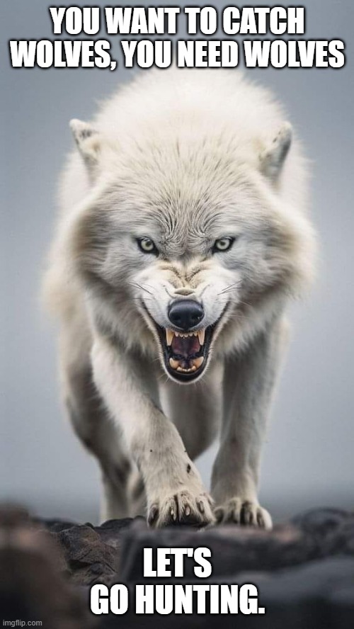 wolf | YOU WANT TO CATCH WOLVES, YOU NEED WOLVES; LET'S GO HUNTING. | image tagged in wolf | made w/ Imgflip meme maker