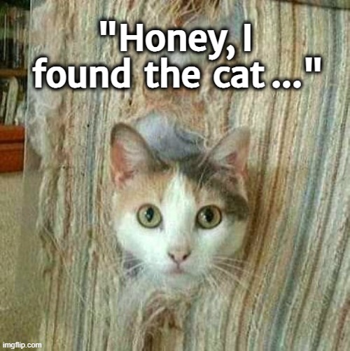 Lost cat | "Honey, I 
found  the  cat ..." | image tagged in cat chair | made w/ Imgflip meme maker