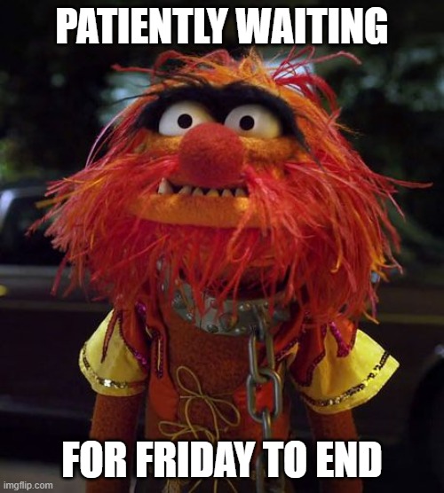 Patiently waiting Animal | PATIENTLY WAITING; FOR FRIDAY TO END | image tagged in muppet animal,friday,work | made w/ Imgflip meme maker
