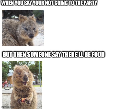 Quokkas! | WHEN YOU SAY YOUR NOT GOING TO THE PARTY; BUT THEN SOMEONE SAY THERE'LL BE FOOD | image tagged in make your own meme | made w/ Imgflip meme maker