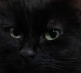 Black cat face Blank Meme Template