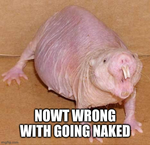 naked mole rat | NOWT WRONG WITH GOING NAKED | image tagged in naked mole rat | made w/ Imgflip meme maker