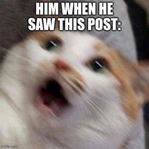Oh no Cat | HIM WHEN HE SAW THIS POST: | image tagged in oh no cat | made w/ Imgflip meme maker