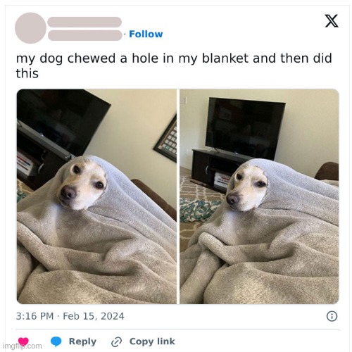 If my dog did this, i would die of cuteness | image tagged in dog,puppy,blanket,funny,you have been eternally cursed for reading the tags | made w/ Imgflip meme maker