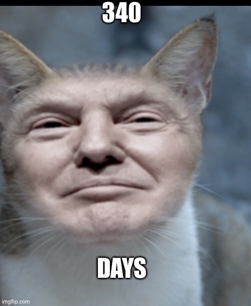 Donald trump cat | 340; DAYS | image tagged in donald trump cat | made w/ Imgflip meme maker