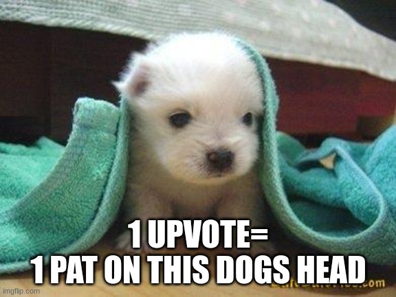 cute dog=upvote | 1 UPVOTE=
1 PAT ON THIS DOGS HEAD | image tagged in cute puppy,meme,memes,funny,cute,dog | made w/ Imgflip meme maker