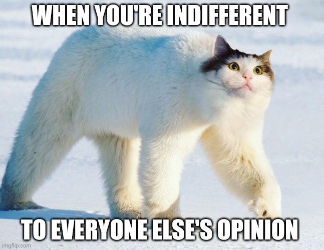 When you know | WHEN YOU'RE INDIFFERENT; TO EVERYONE ELSE'S OPINION | image tagged in when you know | made w/ Imgflip meme maker