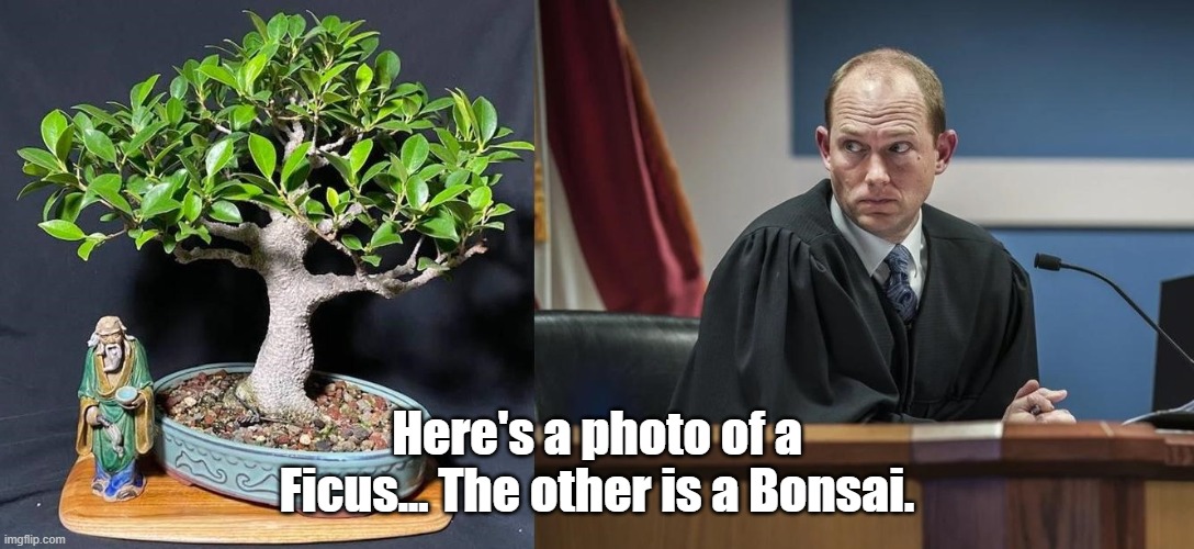 Judge | Here's a photo of a Ficus... The other is a Bonsai. | image tagged in judge | made w/ Imgflip meme maker
