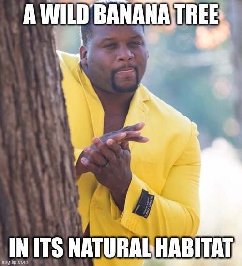 Banana Man | A WILD BANANA TREE; IN ITS NATURAL HABITAT | image tagged in black guy hiding behind tree | made w/ Imgflip meme maker