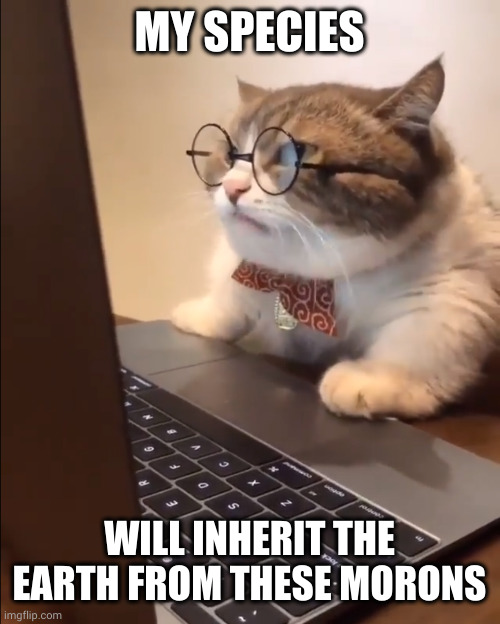 Rise of the feline intelligence | MY SPECIES; WILL INHERIT THE EARTH FROM THESE MORONS | image tagged in research cat,memes,cats,inherit the earth,humanity,apocalypse | made w/ Imgflip meme maker