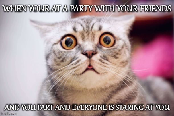 EmabarrestCat | WHEN YOUR AT A PARTY WITH YOUR FRIENDS; AND YOU FART AND EVERYONE IS STARING AT YOU | image tagged in emabarrest cat,that face when,fart | made w/ Imgflip meme maker