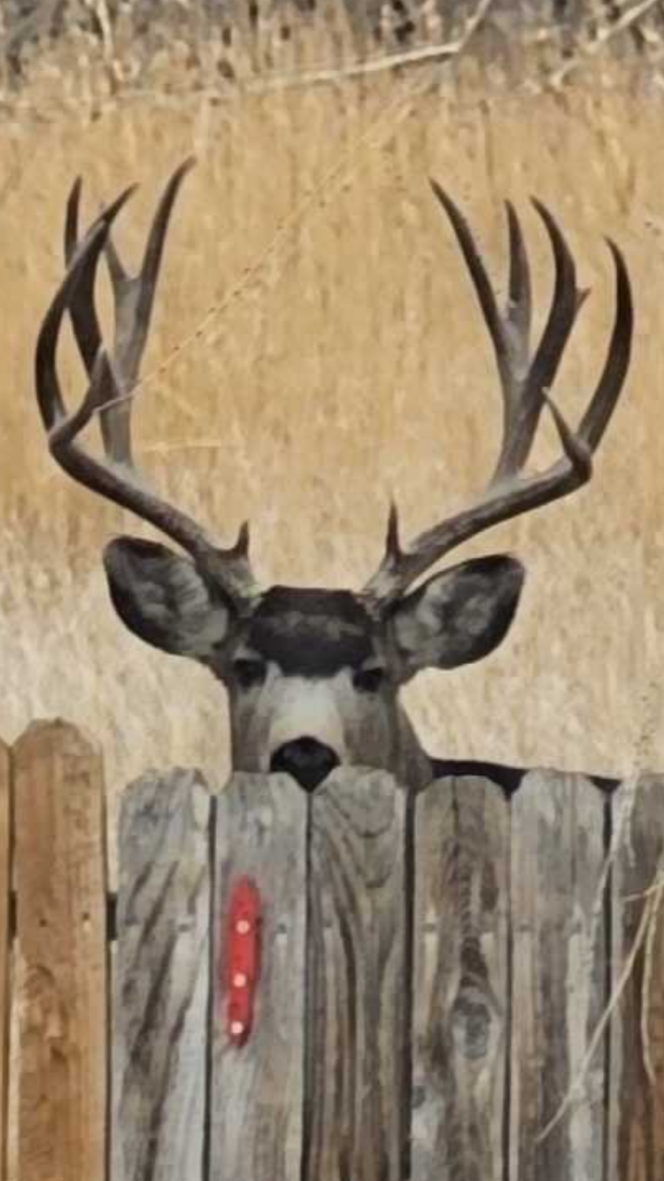 Deer Over Fence Blank Meme Template