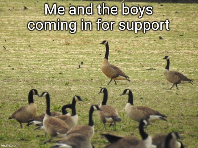 Dusky Canada Goose | Me and the boys coming in for support | image tagged in dusky canada goose | made w/ Imgflip meme maker