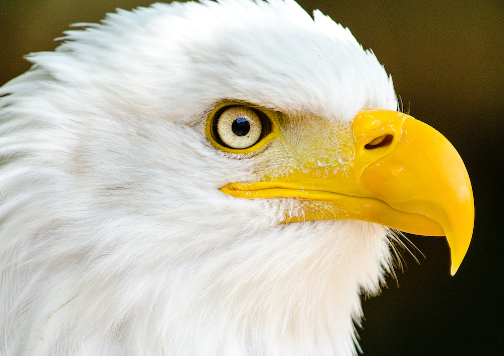 Bald eagle Blank Meme Template