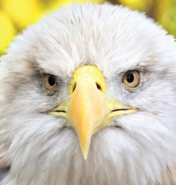 High Quality Bald eagle Blank Meme Template