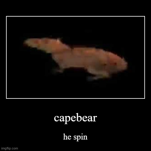 capebear | he spin | image tagged in funny,demotivationals,capybara | made w/ Imgflip demotivational maker