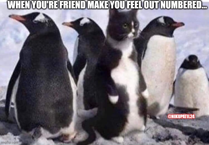 Penguin cat | WHEN YOU'RE FRIEND MAKE YOU FEEL OUT NUMBERED... @NIKUPATIL24 | image tagged in penguin cat | made w/ Imgflip meme maker