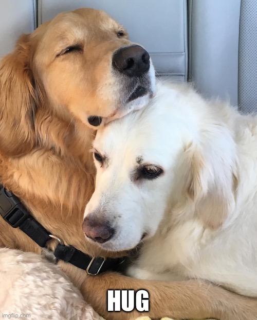 Dog hug | HUG | image tagged in dog hug | made w/ Imgflip meme maker