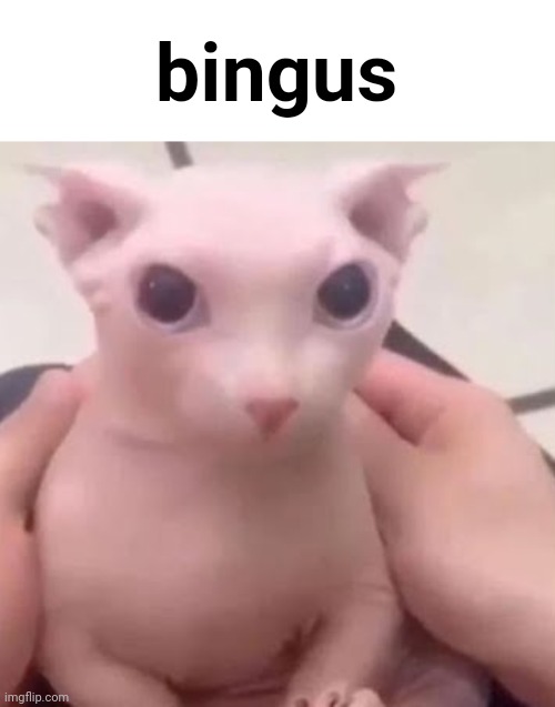 bingus | bingus | image tagged in bingus | made w/ Imgflip meme maker