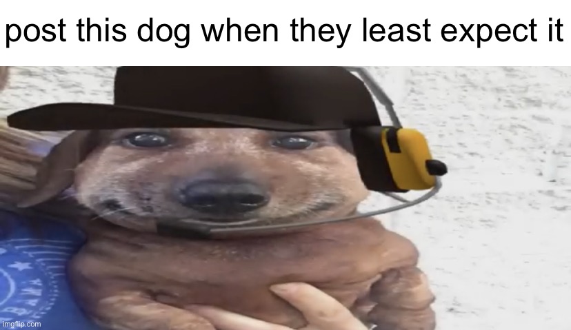 chucklenuts | post this dog when they least expect it | image tagged in chucklenuts | made w/ Imgflip meme maker