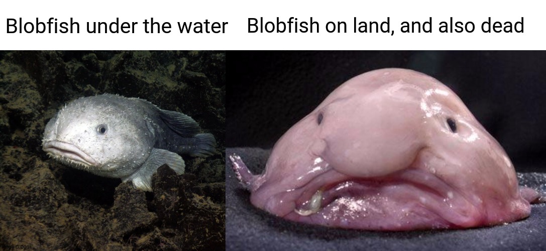 Know the Difference | Blobfish under the water; Blobfish on land, and also dead | image tagged in blobfish | made w/ Imgflip meme maker