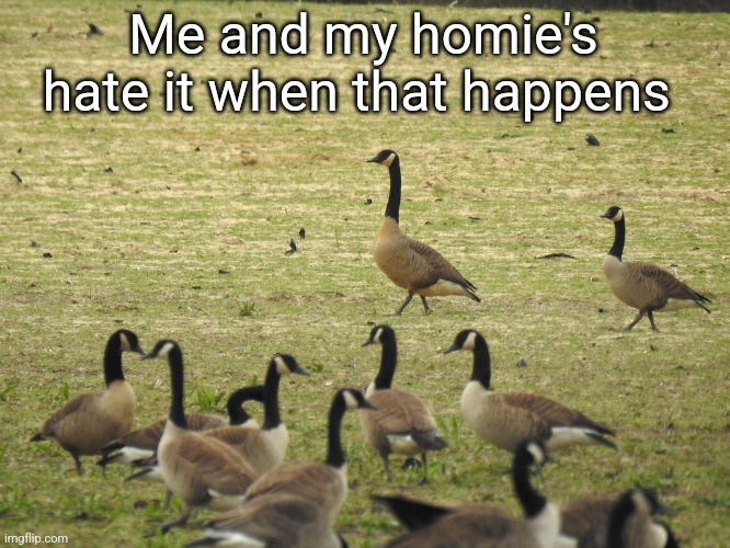 Dusky Canada Goose | Me and my homie's hate it when that happens | image tagged in dusky canada goose | made w/ Imgflip meme maker