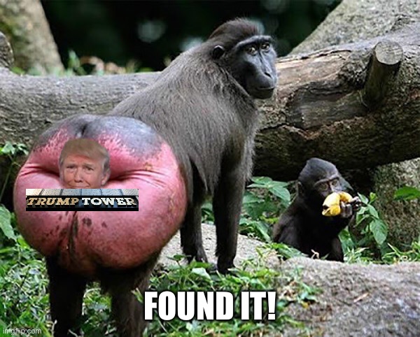 Donald trump baboon rump | FOUND IT! | image tagged in donald trump baboon rump | made w/ Imgflip meme maker