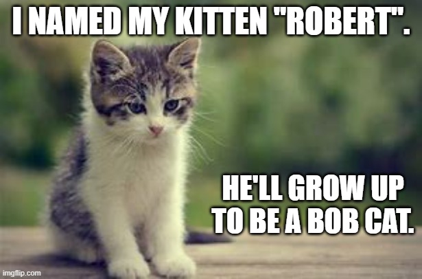 meme by Brad I named my kitten Robert | I NAMED MY KITTEN "ROBERT". HE'LL GROW UP TO BE A BOB CAT. | image tagged in cats,funny cats,funny cat memes,cute kittens,funny memes,funny | made w/ Imgflip meme maker