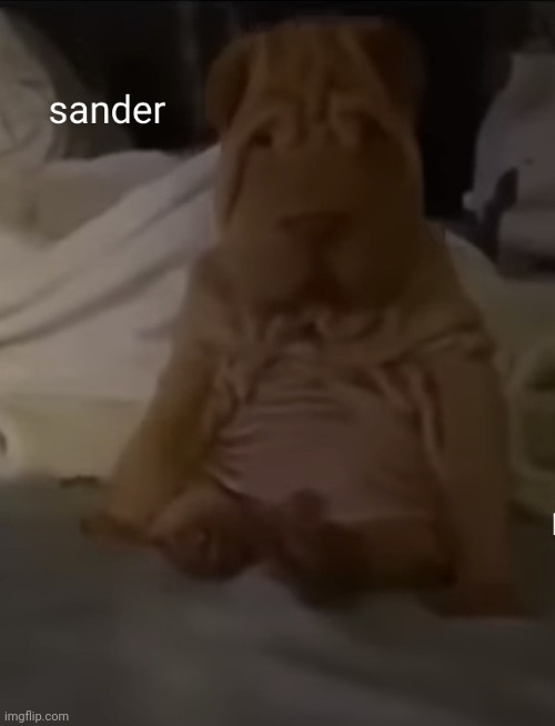 sander | image tagged in sander,dog | made w/ Imgflip meme maker