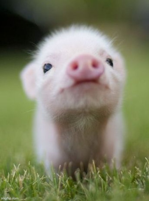 Baby pig | image tagged in baby pig | made w/ Imgflip meme maker