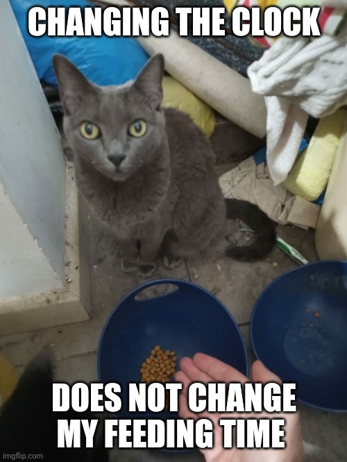 Cat staring next to bowl with food | CHANGING THE CLOCK DOES NOT CHANGE MY FEEDING TIME | image tagged in cat staring next to bowl with food | made w/ Imgflip meme maker