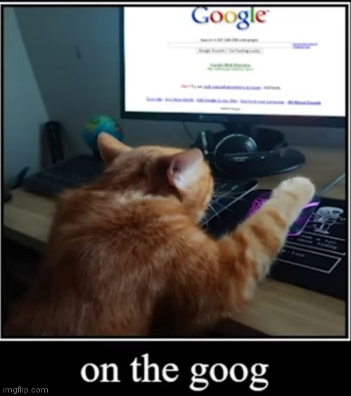 image tagged in cat,searching,google,on | made w/ Imgflip meme maker