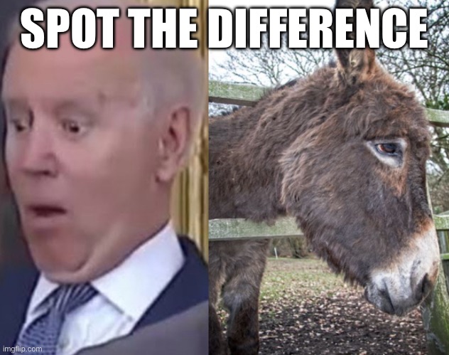 HINT one can’t control when it shits and has the iq of a fetus, the other is a donkey who needs to leave the coop | SPOT THE DIFFERENCE | image tagged in politics,funny memes,joe biden,donkey | made w/ Imgflip meme maker