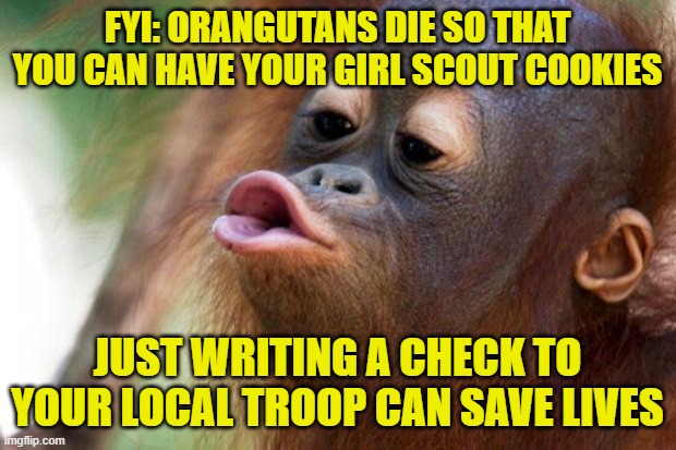 Orangutang Kiss | FYI: ORANGUTANS DIE SO THAT YOU CAN HAVE YOUR GIRL SCOUT COOKIES; JUST WRITING A CHECK TO YOUR LOCAL TROOP CAN SAVE LIVES | image tagged in orangutang kiss | made w/ Imgflip meme maker