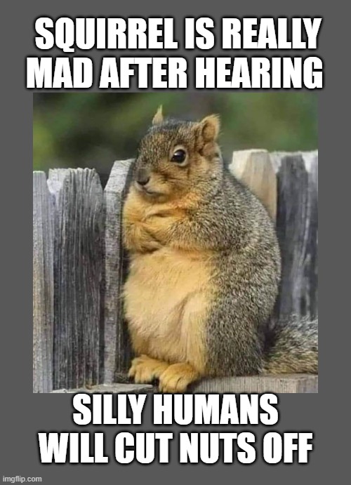 SQUIRREL IS REALLY MAD AFTER HEARING; SILLY HUMANS WILL CUT NUTS OFF | made w/ Imgflip meme maker