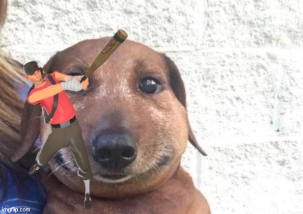 Dog that ate a bee | image tagged in dog that ate a bee,go away chucklenuts | made w/ Imgflip meme maker