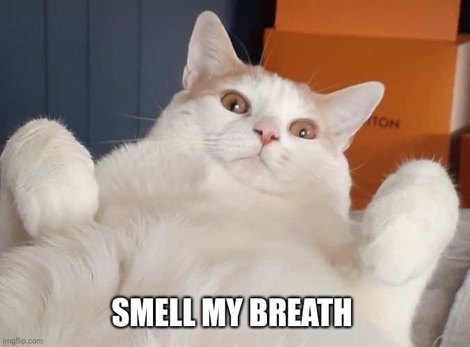 Smell it | SMELL MY BREATH | image tagged in cats,funny cats,lolcats,warrior cats,biden,trump | made w/ Imgflip meme maker