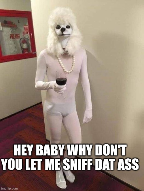 HEY BABY WHY DON'T YOU LET ME SNIFF DAT ASS | image tagged in funny memes | made w/ Imgflip meme maker