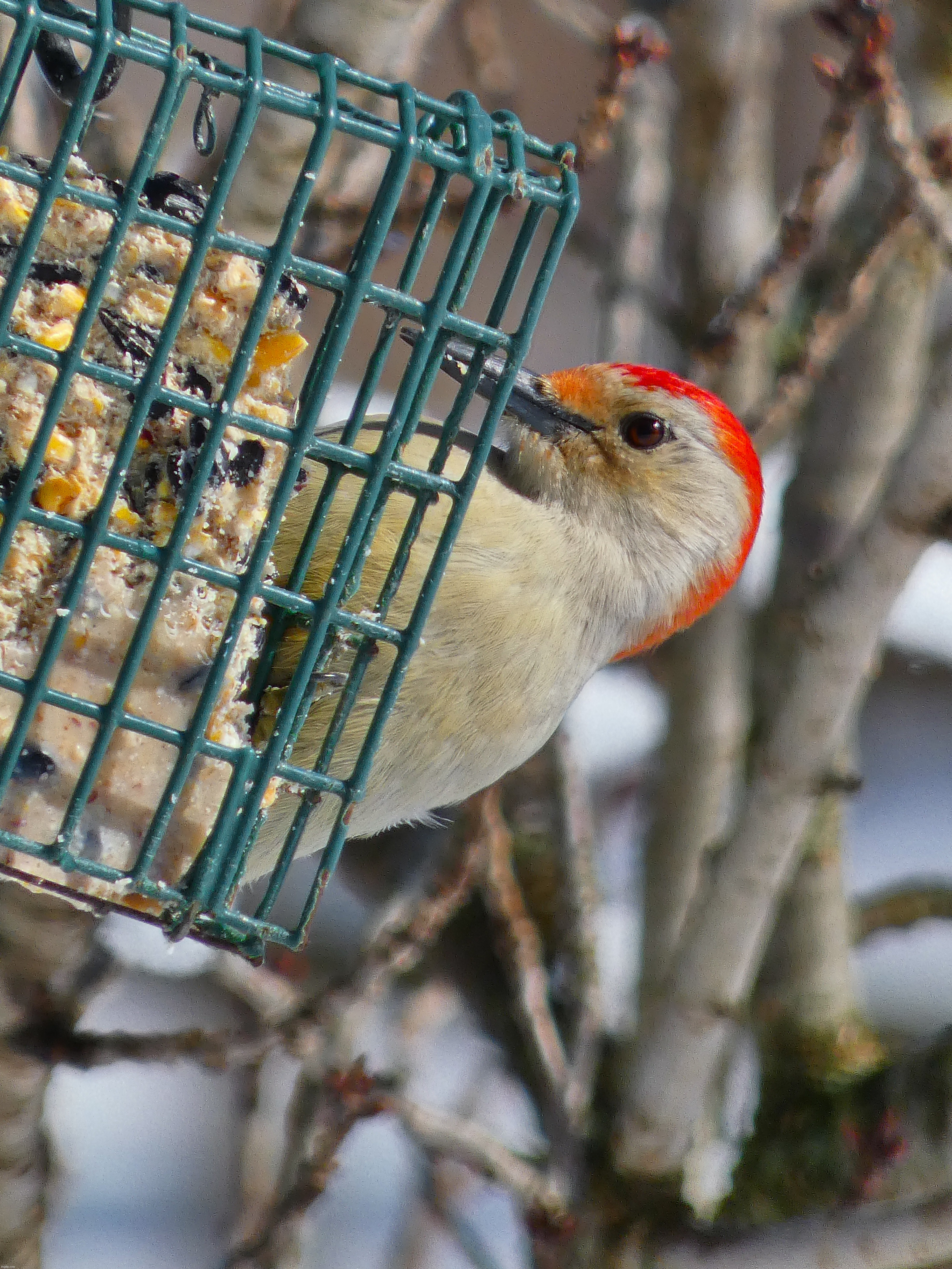 We had snow last night and the birds were all flocking to the feeders this morning! I got to see a rare Red-Bellied Woodpecker | image tagged in share your own photos,birds,woodpecker | made w/ Imgflip meme maker