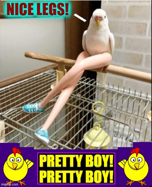 Being a Parakeet in 2024 | image tagged in vince vance,parakeet,legs,pretty boy,barbie,memes | made w/ Imgflip meme maker