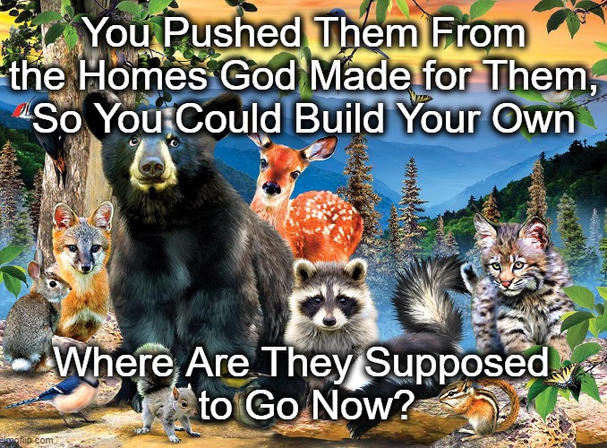 You Pushed Them From the Homes God Made for Them, So You Could Build Your Own; Where Are They Supposed 
to Go Now? | image tagged in animals,homeless | made w/ Imgflip meme maker
