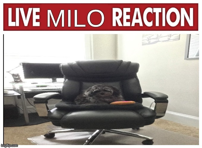 Live Milo reaction | image tagged in live milo reaction | made w/ Imgflip meme maker