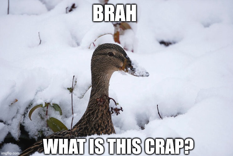THE DUCKS CAME BACK, SO DID THE SNOW | BRAH; WHAT IS THIS CRAP? | image tagged in ducks,duck,winter | made w/ Imgflip meme maker