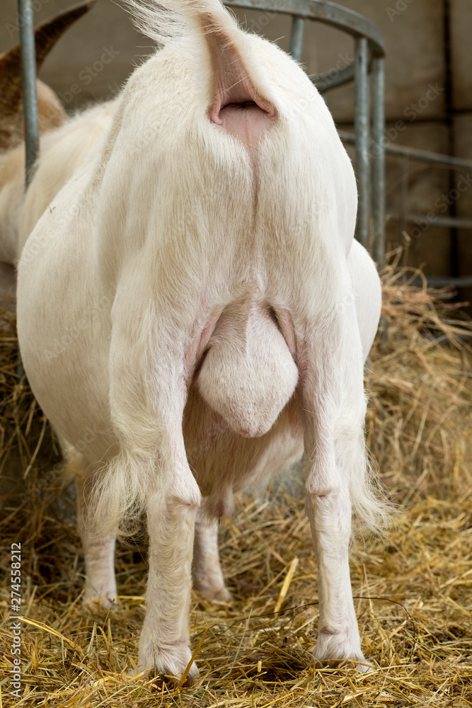 High Quality CO/goat farmer brown jones ramming Blank Meme Template